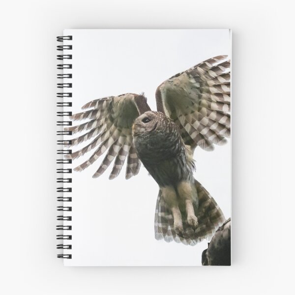 Item preview, Mama Barred Owl Taking Off designed and sold by Puttaswamy Ravishankar.