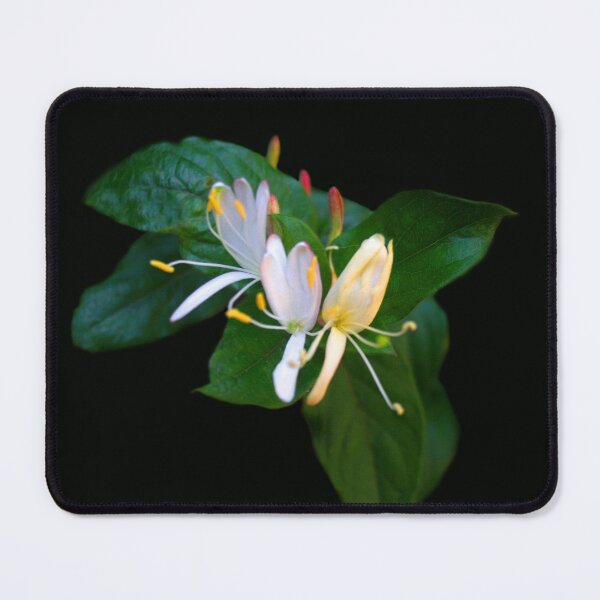 Item preview, Fragrant Jasmine  designed and sold by heatherfriedman.