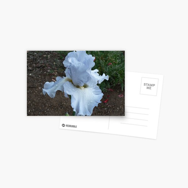 Item preview, Bearded Iris - "Navajo Jewel" designed and sold by louisegreen.