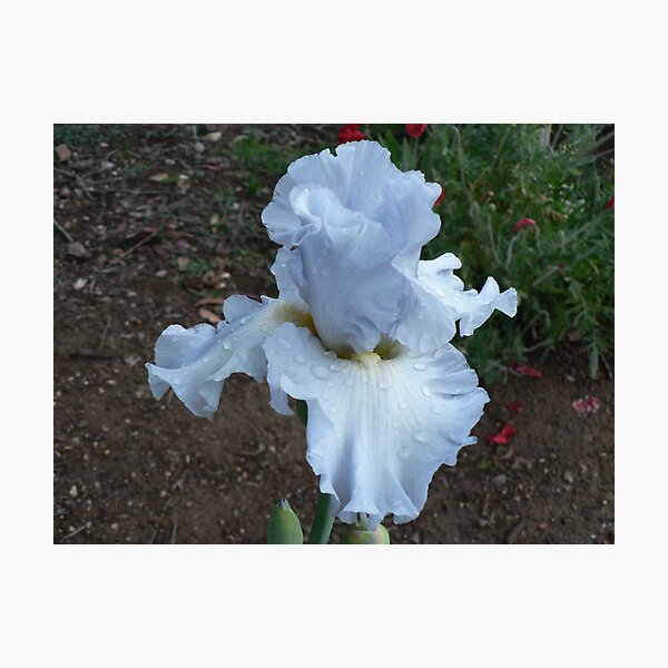 Item preview, Bearded Iris - "Navajo Jewel" designed and sold by louisegreen.