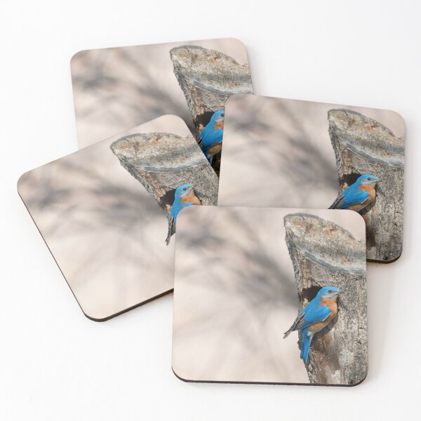 Aperçu de l'œuvre Eastern Bluebird créée et vendue par Puttaswamy Ravishankar.