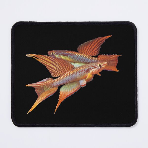 Item preview, BIT Killifish - Scheel  designed and sold by killies.