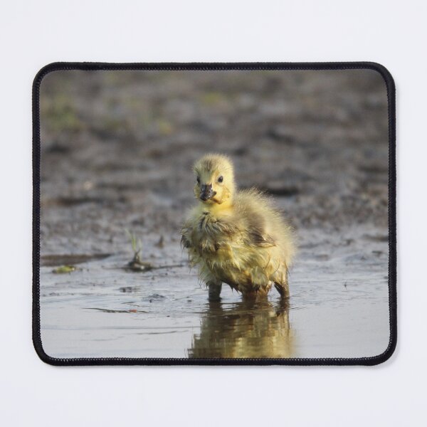 Item preview, Pigpen designed and sold by Sandi Walmsley.