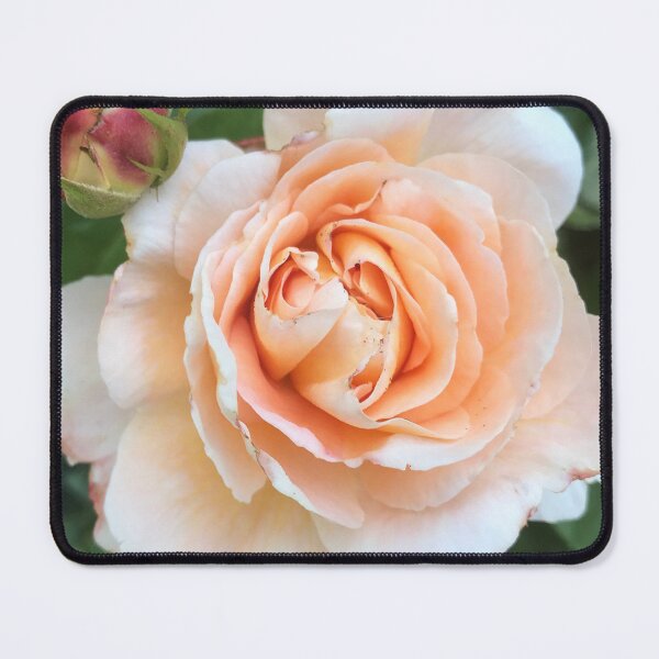 Item preview, Rose peach designed and sold by Avril Jeeves.