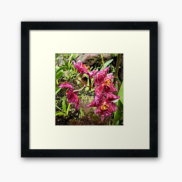 Ruffled Red Framed Art Print