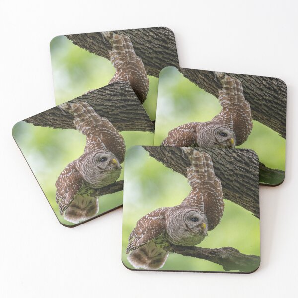 Item preview, Relaxing Male Barred Owl designed and sold by Puttaswamy Ravishankar.