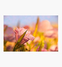 New Photographic Print