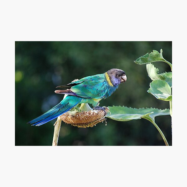 Are you watching me? - Port Lincoln Parrot Photographic Print
