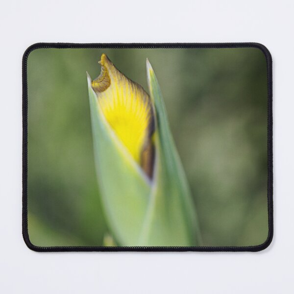 Item preview, Yellow And Purple Iris Bud designed and sold by Joy Watson - Natural Light Photography .