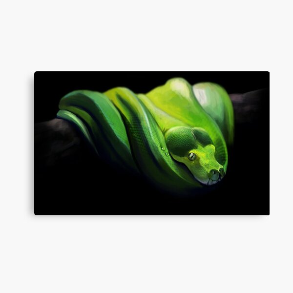 Green tree python Canvas Print