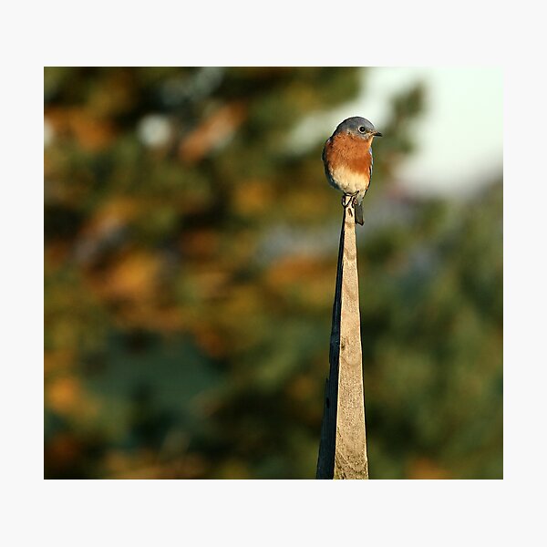 Eastern BlueBird II Photographic Print