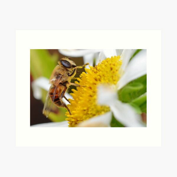 Item preview, Pollen Collector designed and sold by relayer51.