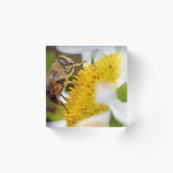 Pollen Collector Acrylic Block