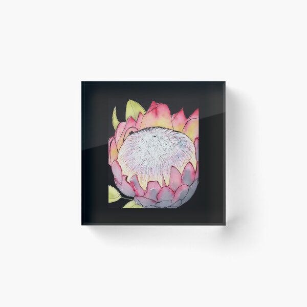 Item preview, Protea black background designed and sold by lisaaddinsall.