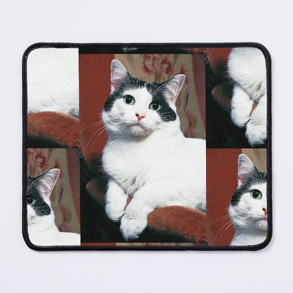 Item preview, r367/ New Finition nov 2022 " The " Pirate " un Chat love - Canon eos 5 28-70 mm f.2.8 avec Studio Portable et 3 Boites à Lumière Okaio by Olavia Olao designed and sold by o.okaïo.