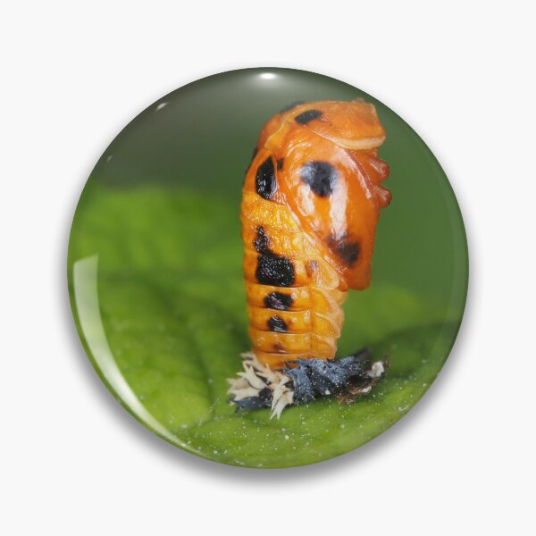 Item preview, Lady-beetle pupa (Harmonia axyridis) designed and sold by SDym Photography.