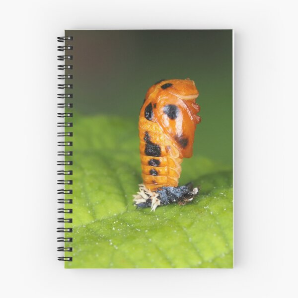 Item preview, Lady-beetle pupa (Harmonia axyridis) designed and sold by SDym Photography.