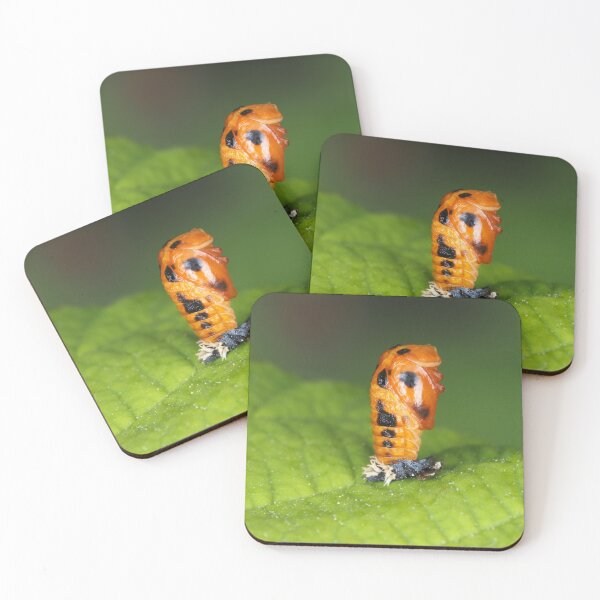 Item preview, Lady-beetle pupa (Harmonia axyridis) designed and sold by SDym Photography.