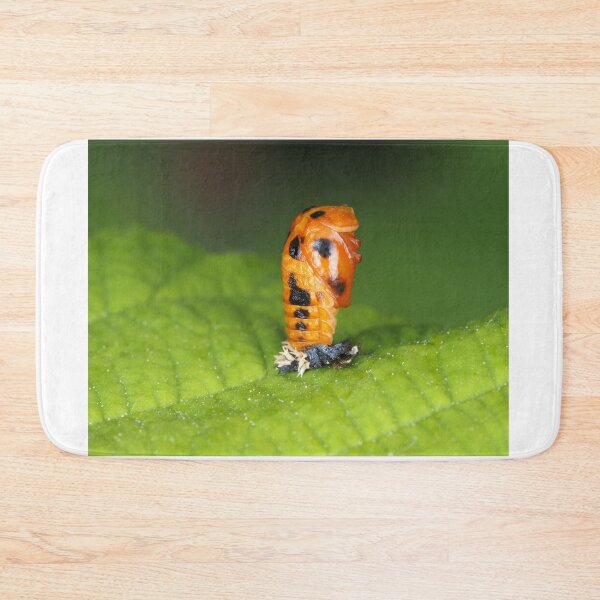 Item preview, Lady-beetle pupa (Harmonia axyridis) designed and sold by SDym Photography.