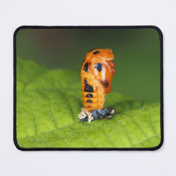 Item preview, Lady-beetle pupa (Harmonia axyridis) designed and sold by SDym Photography.