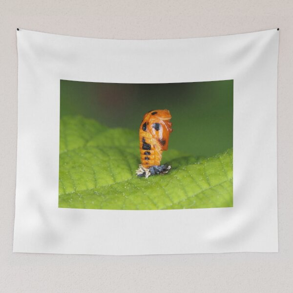 Item preview, Lady-beetle pupa (Harmonia axyridis) designed and sold by SDym Photography.