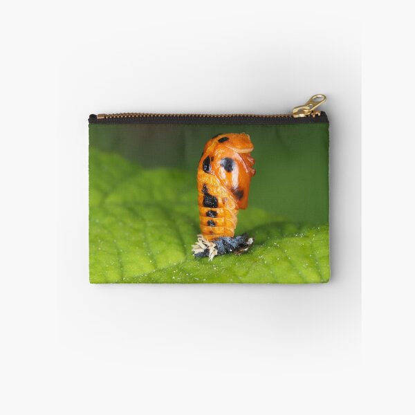 Item preview, Lady-beetle pupa (Harmonia axyridis) designed and sold by SDym Photography.