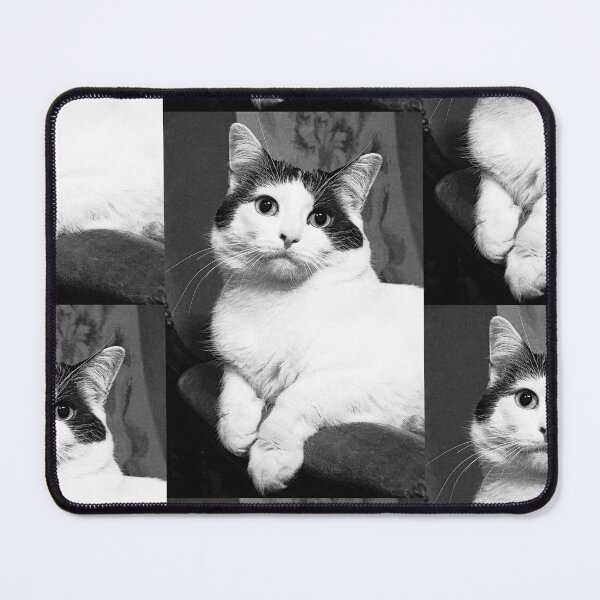 Item preview, r366/ New Finition nov 2022 " The " Pirate " un Chat love - Canon eos 5 28-70 mm f.2.8 avec Studio Portable et 3 Boites à Lumière Okaio by Olavia Olao designed and sold by o.okaïo.
