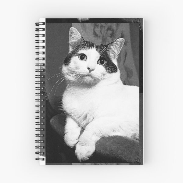 Item preview, r366/ New Finition nov 2022 " The " Pirate " un Chat love - Canon eos 5 28-70 mm f.2.8 avec Studio Portable et 3 Boites à Lumière Okaio by Olavia Olao designed and sold by o.okaïo.