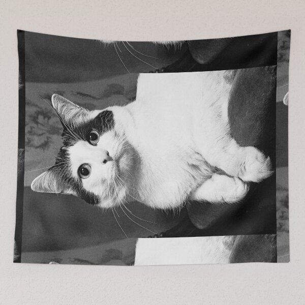 Item preview, r366/ New Finition nov 2022 " The " Pirate " un Chat love - Canon eos 5 28-70 mm f.2.8 avec Studio Portable et 3 Boites à Lumière Okaio by Olavia Olao designed and sold by o.okaïo.