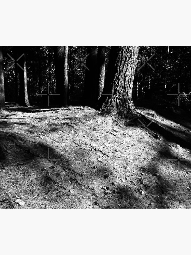Black And White Pine Needles by perkinsdesigns