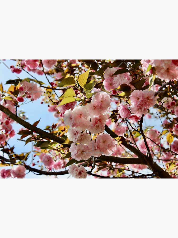"Cherry Blossoms Virginia" Sticker for Sale by ktmobrien Redbubble