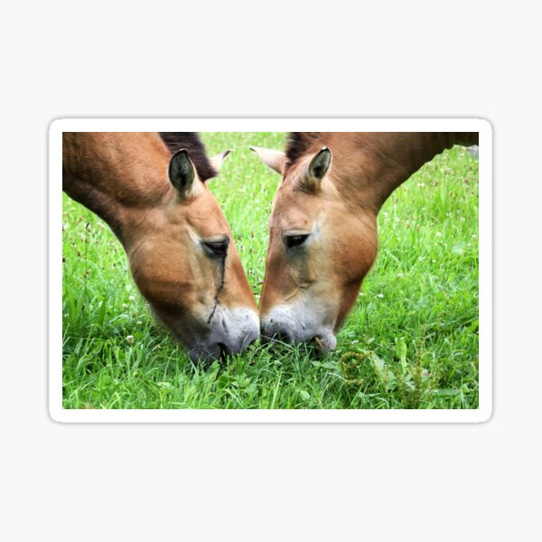 Aperçu de l'œuvre Nez au nez - le cheval de Przewalski créée et vendue par Jo Nijenhuis.