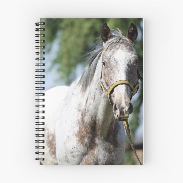 Artikelvorschau, Pferd - Appaloosa Wallach entworfen und verkauft von Epic Splash Creations.
