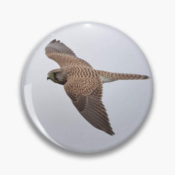 Item preview, Kestrel in Flight designed and sold by ClaireChown.