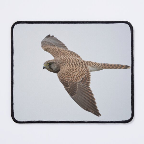Item preview, Kestrel in Flight designed and sold by ClaireChown.