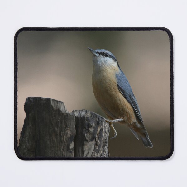 Item preview, Nuthatch on tree stump designed and sold by ClaireChown.