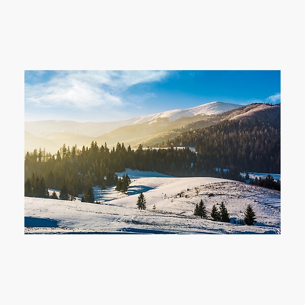 spruce forest on snowy hills Photographic Print