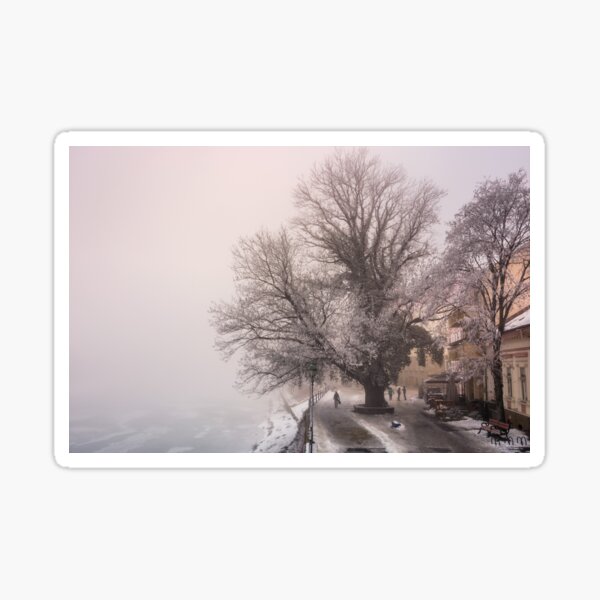 big tree on embankment in fog and hoarfrost Sticker