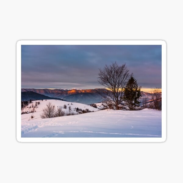 trees on the snow covered hill at sunrise Sticker