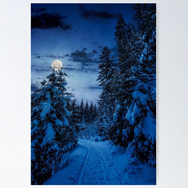 path through spruce forest in winter at night Poster