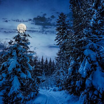 Artwork thumbnail, path through spruce forest in winter at night by mike-pellinni