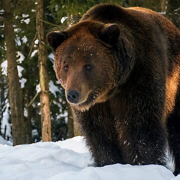 Artwork thumbnail, old brown bear stand in the winter forest by mike-pellinni