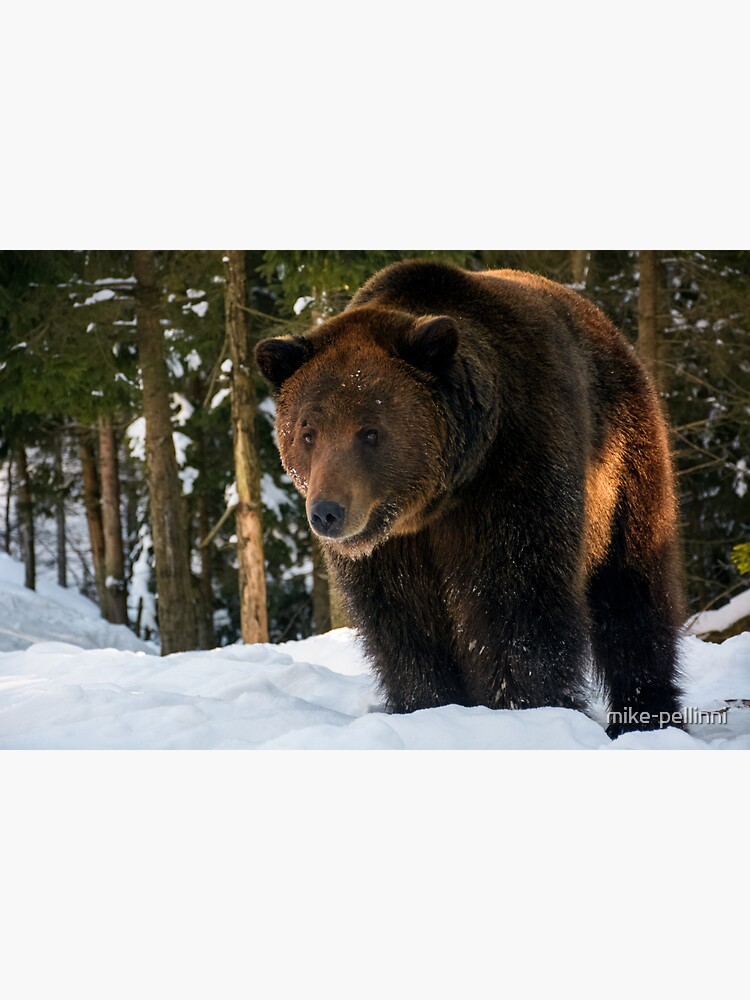 Thumbnail 3 of 3, Sticker, old brown bear stand in the winter forest designed and sold by mike-pellinni.