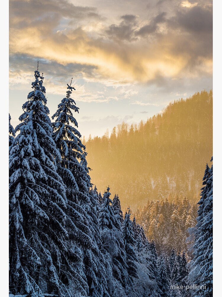 Thumbnail 3 of 3, Sticker, snowy spruce forest at gorgeous sunset designed and sold by mike-pellinni.