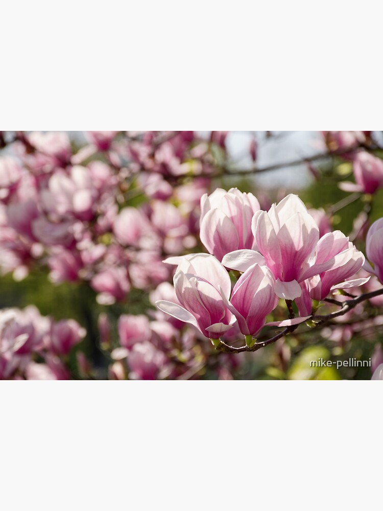 Magnolia flower blossom in spring by mike-pellinni