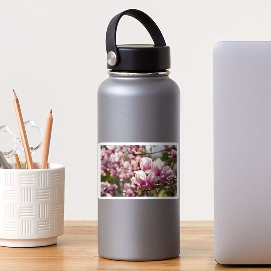 Magnolia flower blossom in spring Sticker