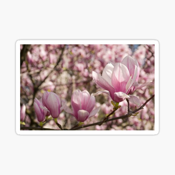 Magnolia flower blossom in spring Sticker