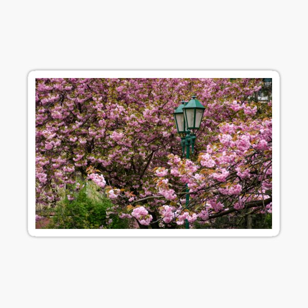 green lantern among cherry blossom Sticker