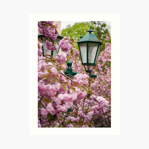 green lantern among cherry blossom Art Print