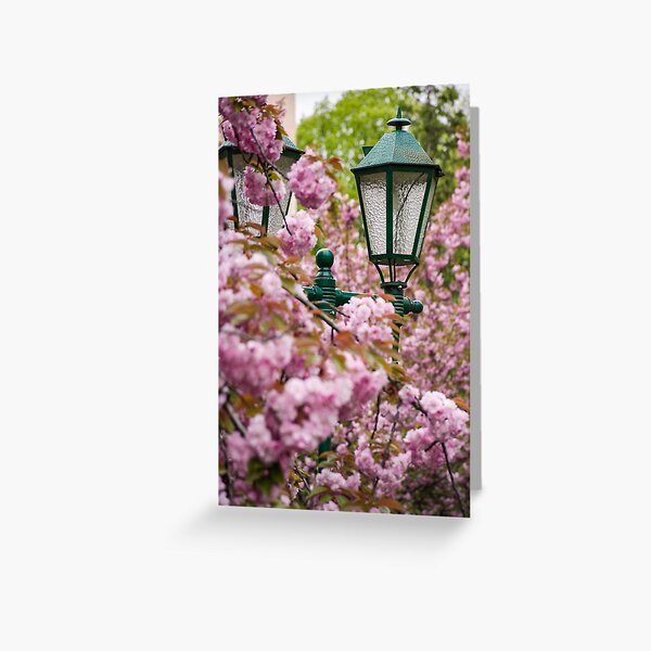 green lantern among cherry blossom Greeting Card